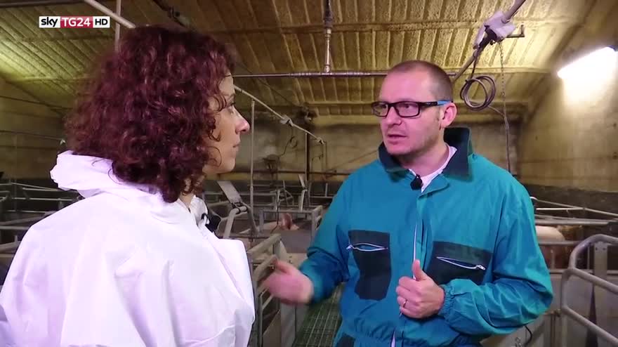 Prosciutti Dop, l'eccellenza nasce in gabbia