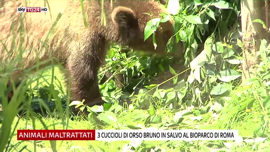 Tre cuccioli di orso bruno in salvo al Bioparco di Roma