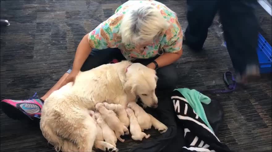 Florida Labrador Ellie Partorisce 8 Cuccioli In Aeroporto Video