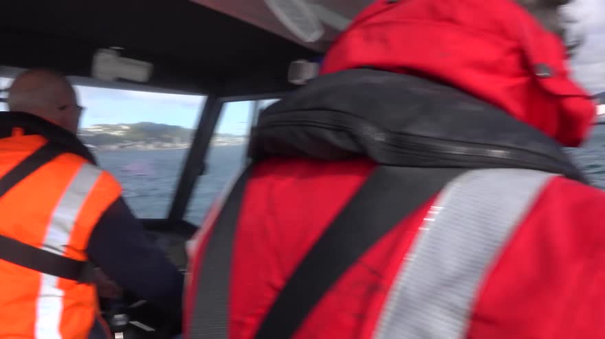 Nuova Zelanda, balena franca australe incanta Wellington