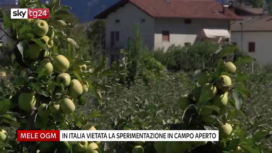 Mele Ogm e tradizionali, il paradosso