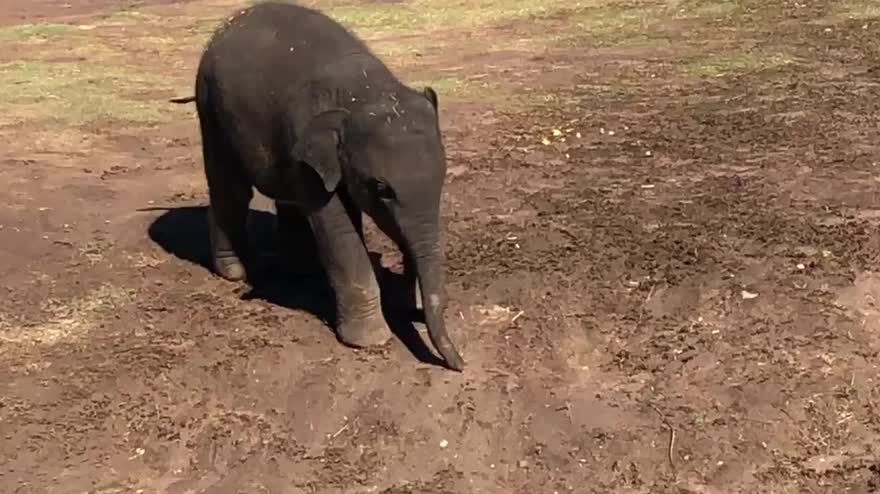 Il cucciolo di elefante perde l'equilibrio: VIDEO