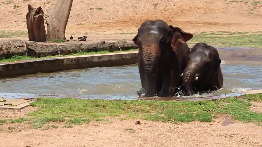 Elefanti giocano in acqua: VIDEO