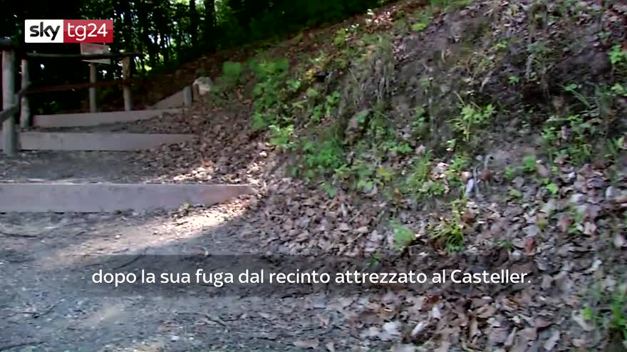 VIDEO Le tappe della fuga di M49