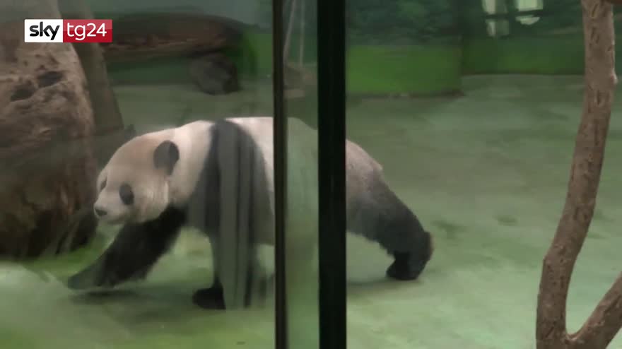 Cina, zoo di Taipei festeggia i 15 anni di due panda. VIDEO