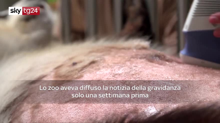 Zoo di Berlino, nati i primi due cuccioli di panda, video