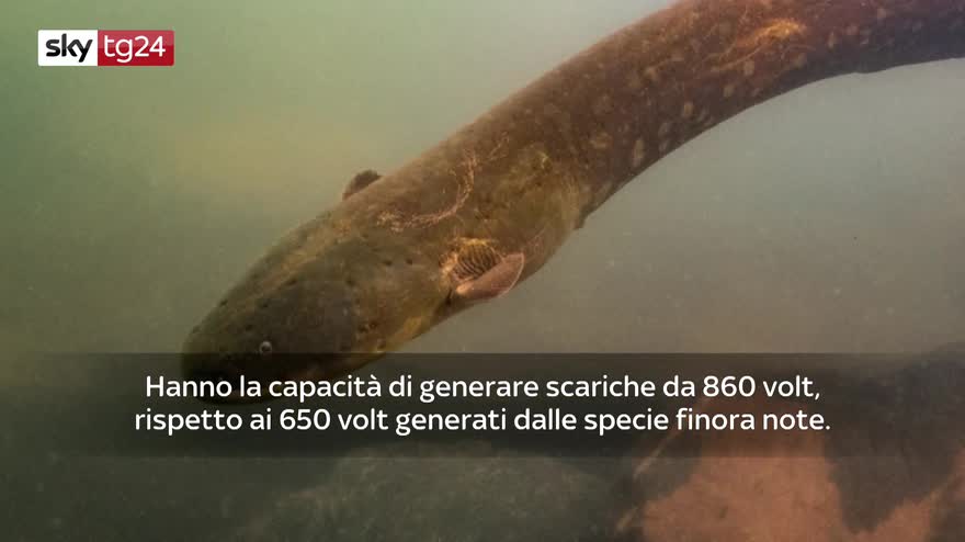 VIDEO Scoperte nuove specie di anguille elettriche
