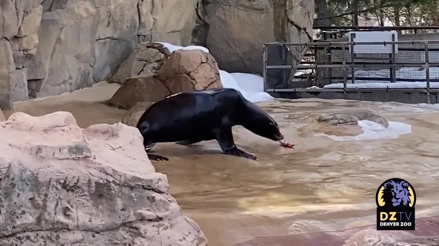 VIDEO Usa, la festa in piscina dei leoni marini