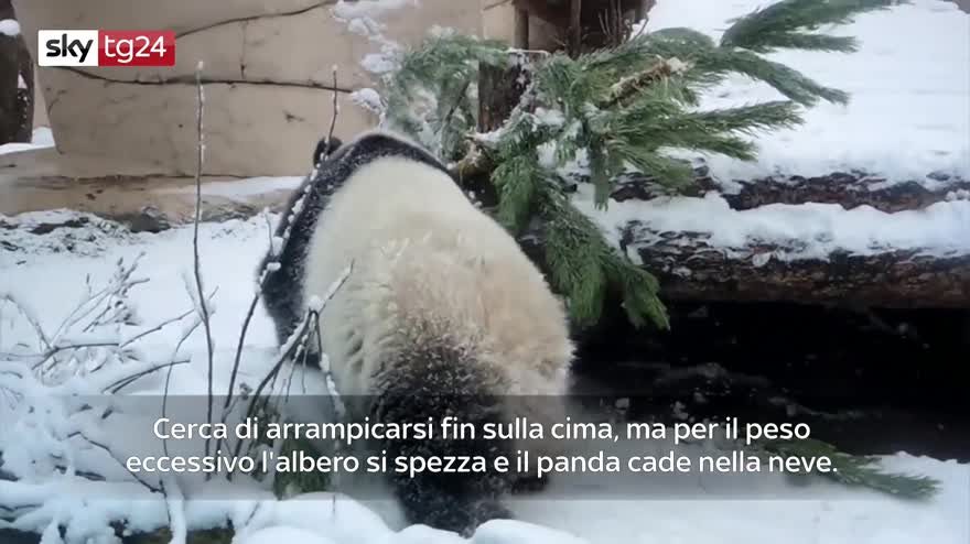 Un panda gioca nella neve allo zoo di Mosca: video