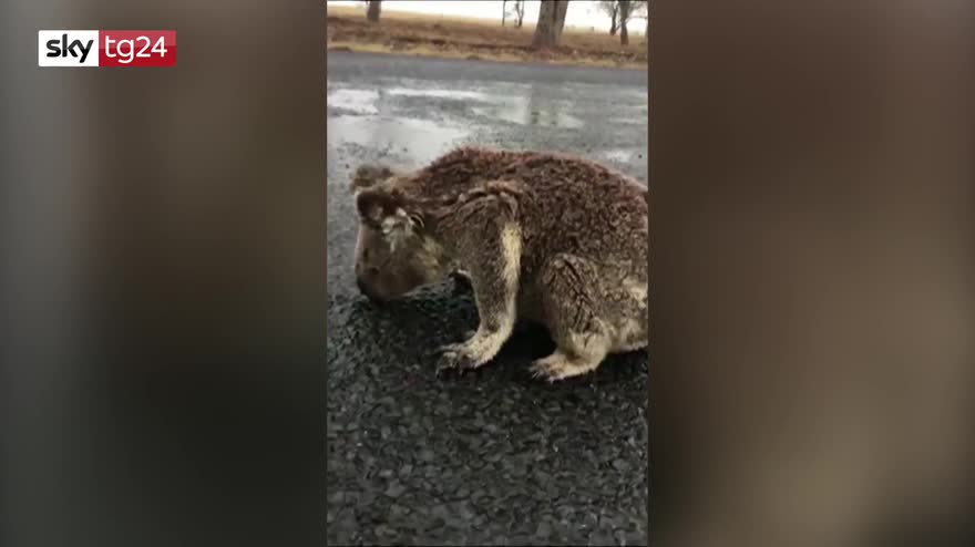 Australia, Koala beve da una pozzanghera. VIDEO