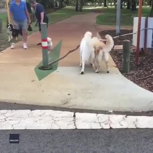Cagnolina trasporta un grande ramo con aiuto della mamma