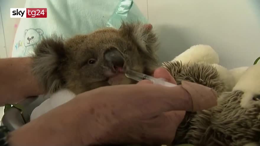 Australia, distrutta piantagione di legname: morti koala