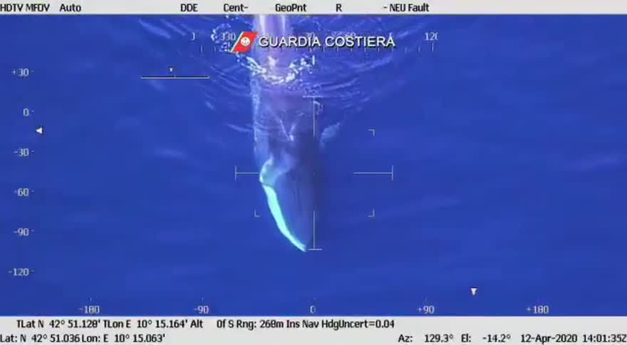 Avvistata una balena al largo dell'Isola d'Elba. VIDEO