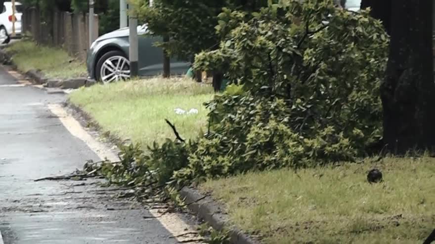 Nubifragio a Milano, alberi caduti in viale Stelvio. VIDEO
