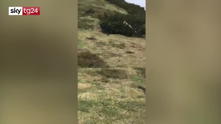 Trentino, orso esce da cespugli ma bimbo non perde la calma