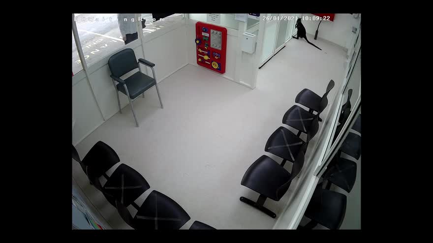 Australia, un wallaby entra al pronto soccorso. VIDEO