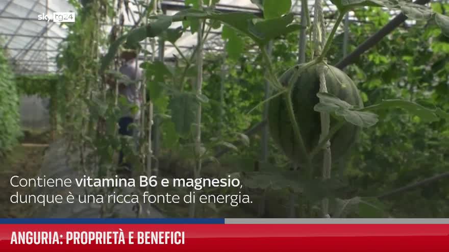 Anguria: proprietà e benefici