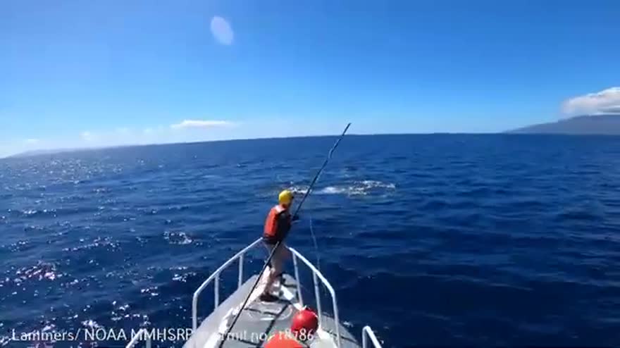 Balena intrappolata in una rete viene liberata. VIDEO