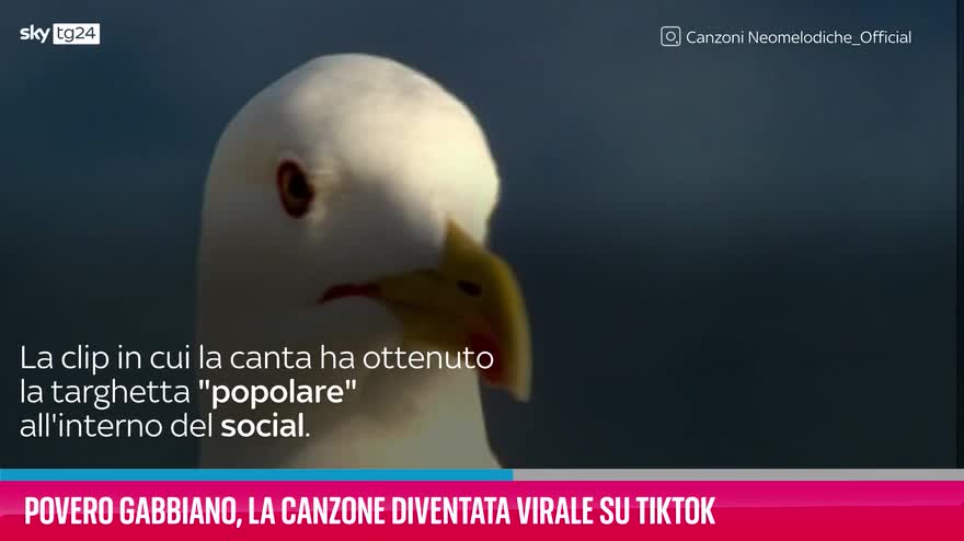 VIDEO Povero Gabbiano, la canzone diventata virale su TikTok