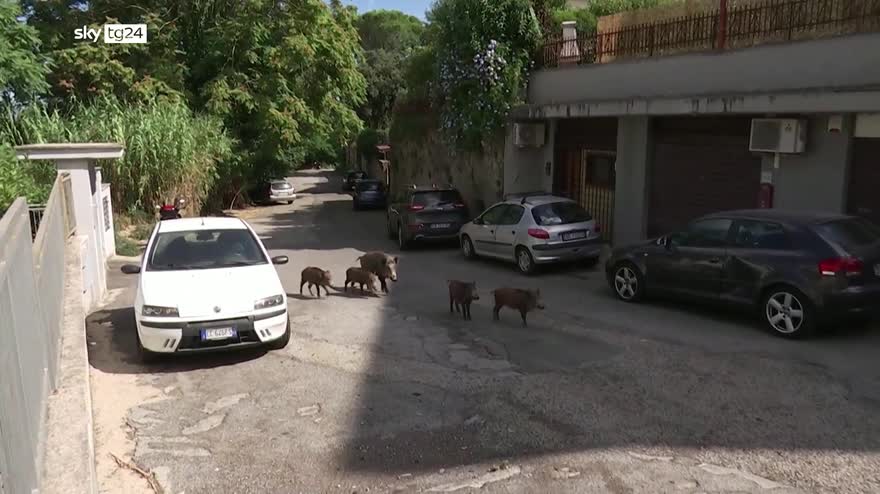Emergenza cinghiali, a Roma altri due casi di peste suina