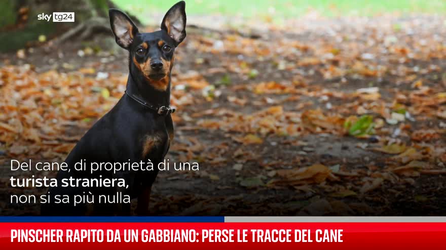 Pinscher rapito da un gabbiano: perse le tracce del cane