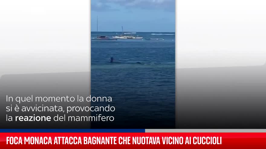 Foca monaca attacca bagnante che nuotava vicino ai cuccioli