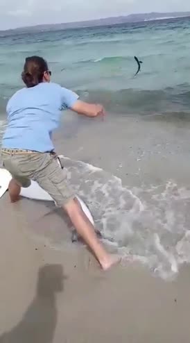 Sardegna, squalo blu agonizzante partorisce 20 piccoli