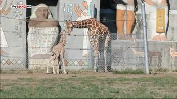 La baby giraffa con i genitori allo zoo di Detroit