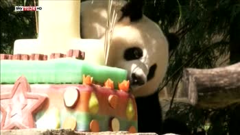 USA, allo Smithsonian Zoo si festeggia un compleanno speciale