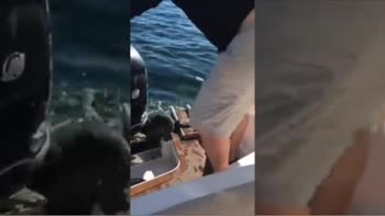 Foca salta in barca