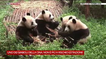 Il panda non è più a rischio estinzione