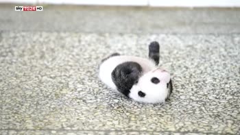 Il mini panda che ha fatto impazzire la Cina