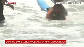 Cani da surf in California