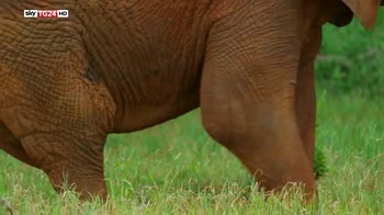 Elefanti in Africa, WWF, rischio estinzione in 10 anni