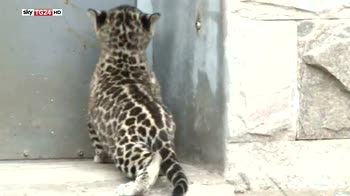 Cina, tre teneri cuccioli di leopardo allo zoo di Pechino