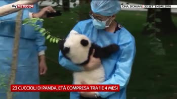 23 cuccioli di panda in Cina