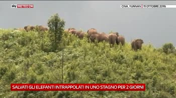Cina, salvataggio di due elefanti intrappolati