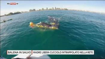 Balena libera cucciolo intrappolato nella rete