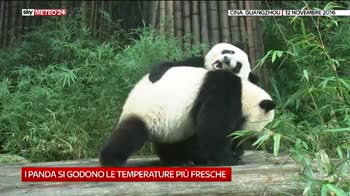 Panda nel sud della Cina