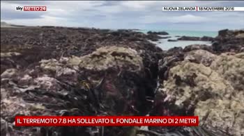 In Nuova Zelanda il fondo marino sollevato di 2 m