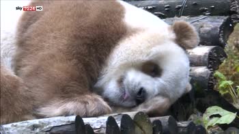 Cina, il panda marrone si gode l'inverno