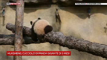 Cucciolo di Panda Gigante a Shanghai