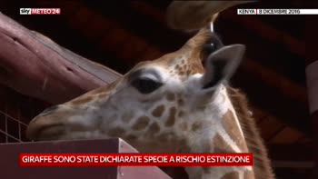 Giraffe a rischio estinzione in Kenya