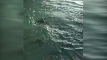 marchisio squali maldive