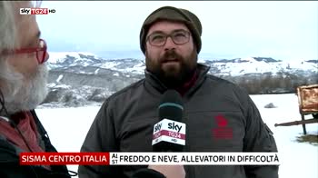 Sisma Centro Italia, freddo e neve, allevatori in difficoltà
