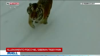 Tigri siberiane si allenano al Siberian Tiger Park ok