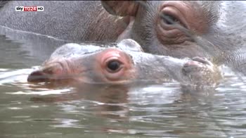 Baby Hippo, fiocco azzurro alle Cornelle