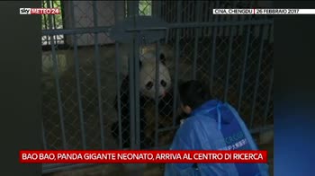 Conservazione dei panda in Cina