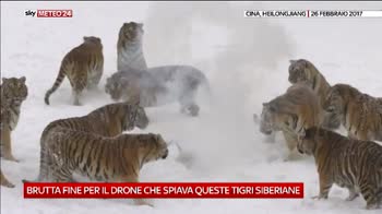 Tigri siberiane nel nord della Cina