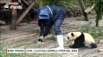 Cina, Baby Panda legati al proprio allevatore